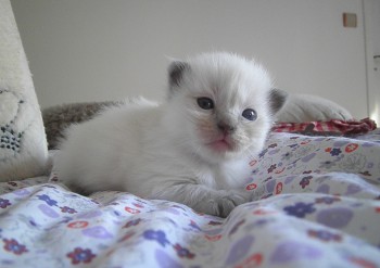 femelle blue colourpoint n°2 RESERVEE - 18 jours - Chatterie Ragdolls du Val de Beauvoir